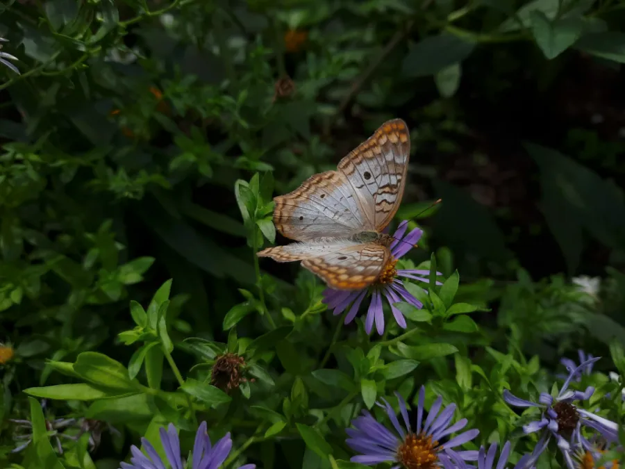 Organic Weed Control Methods for a Butterfly-Friendly Garden