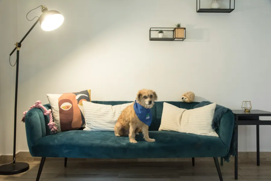 How to Decorate and Renovate Your Apartment with Pets