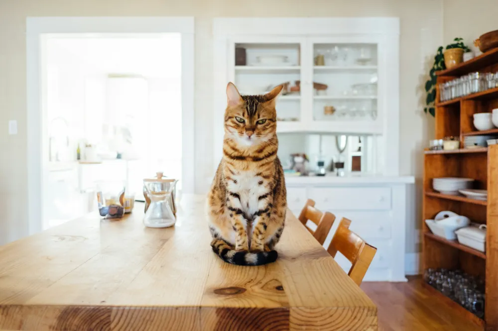 How To Do The Best Apartment Cleaning With Pets Around_