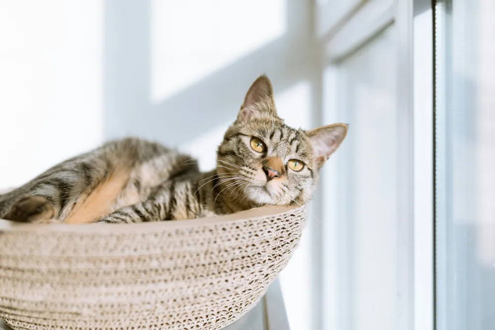 Bagaimana menjaga kucing Anda senang saat Anda bekerja berjam -jam
