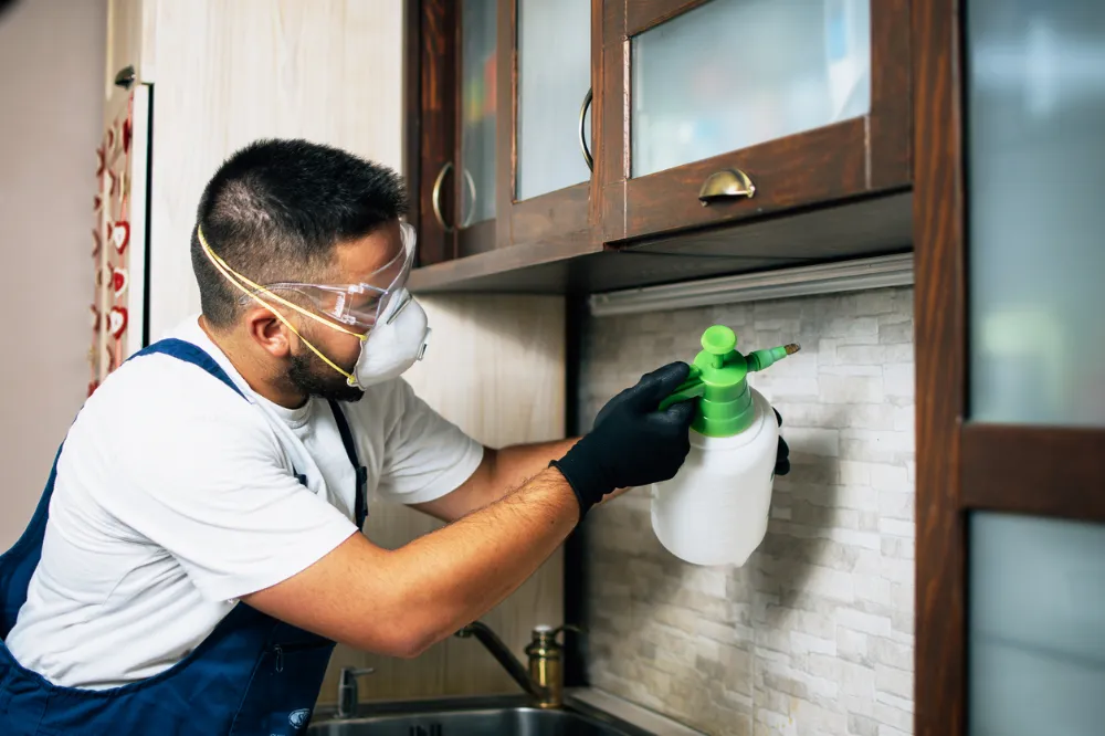 How Professionals Tackle Stinging Pest Control One Step at a Time