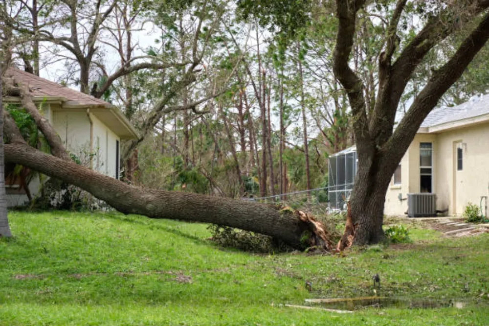 When to Remove a Tree - 5 Signs Homeowners Shouldn’t Ignore
