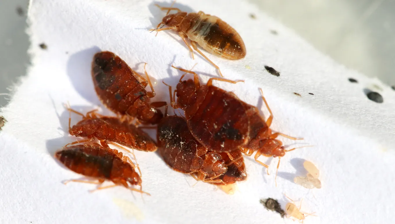 Bed Bug Season Is Real: The 2025 Florida “Hot Cities” List and What Travelers Should Do Differently