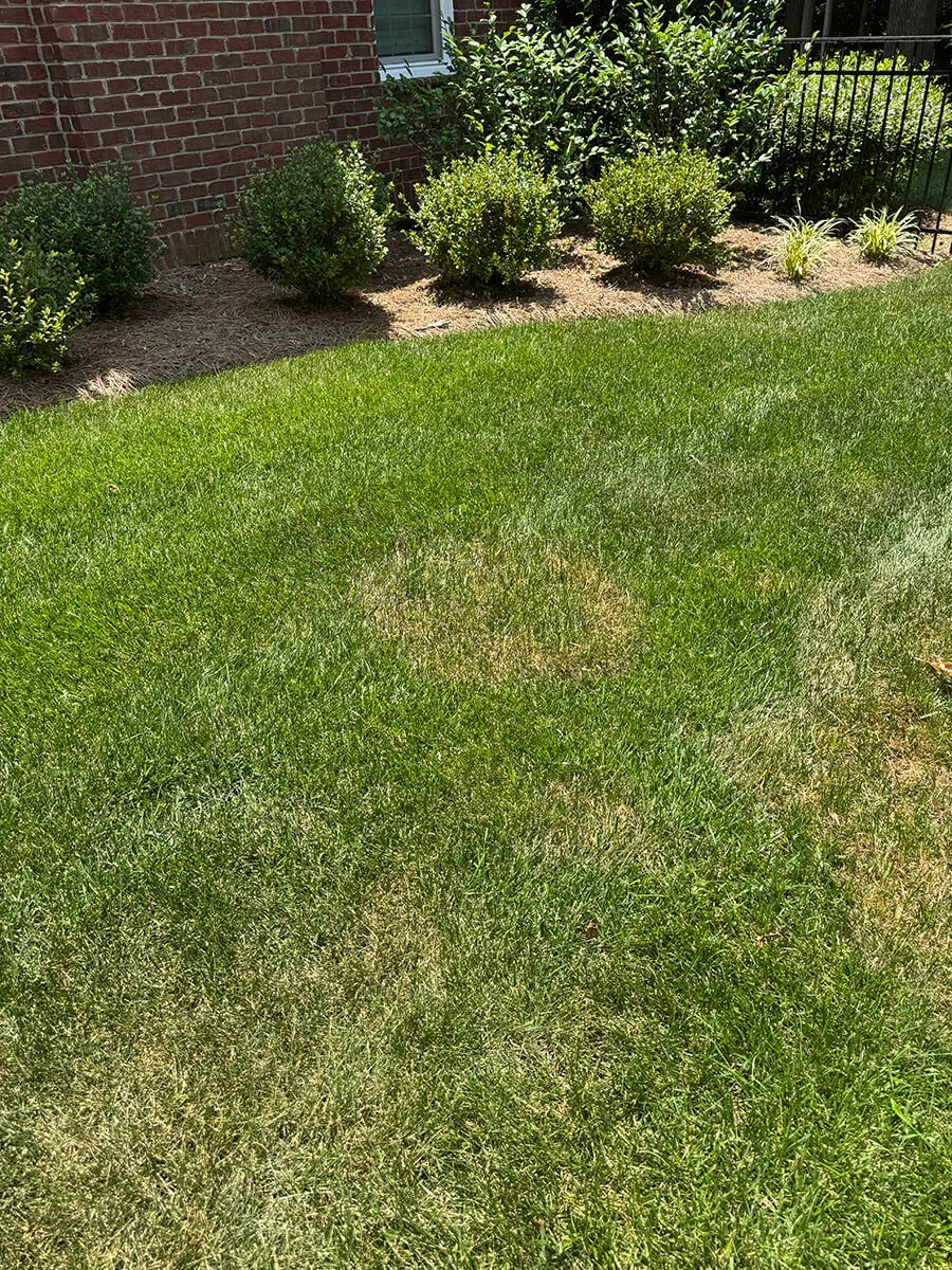 5 Hidden Mistakes That Are Quietly Ruining Your Lawn Right Now