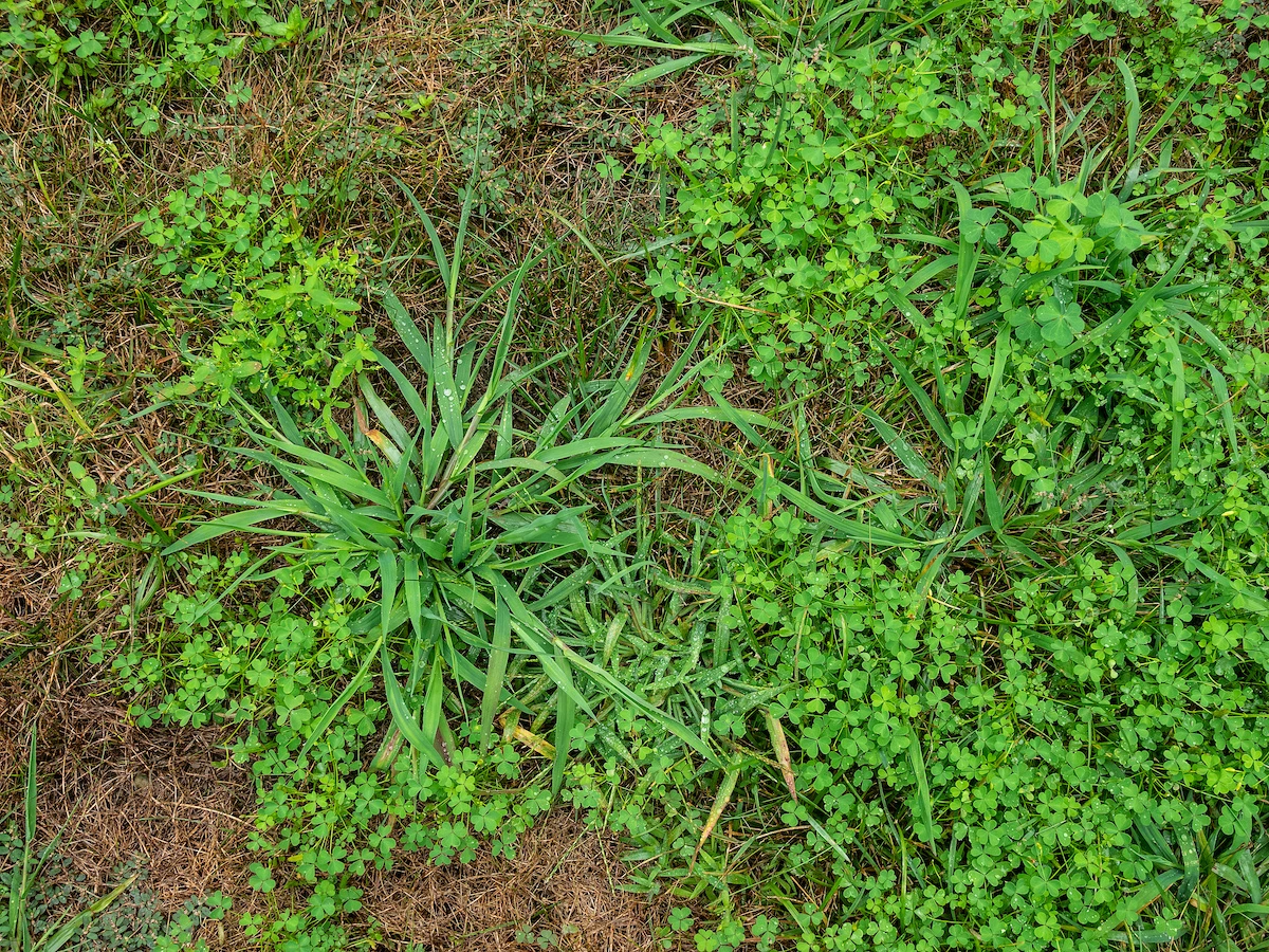 Why Weeds Are the Biggest Threat to a Beautiful Lawn