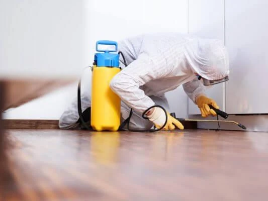 What Do Exterminators Do to Get Rid of Mosquitoes