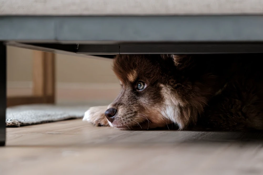 Building a Safer Home for Your Pets