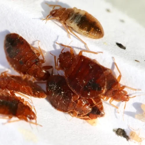 Bed Bug Season Is Real: The 2025 Florida “Hot Cities” List and What Travelers Should Do Differently