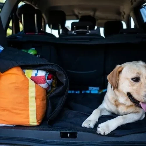 Best Vet-Recommended Dog Supplement Brands for Travel, Adventure, and Calm, Healthier Living