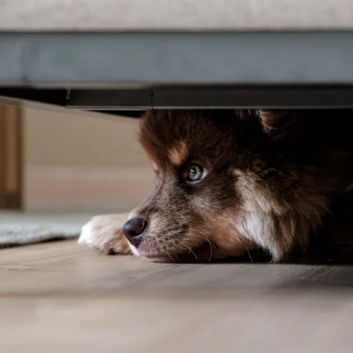 Building a Safer Home for Your Pets