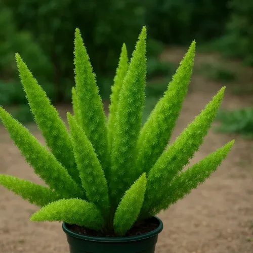 Foxtail Fern for Sale Finding Quality Plants Online