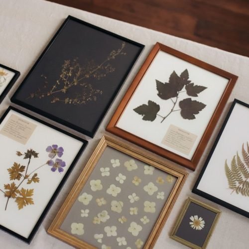 Framed Pressed Flowers