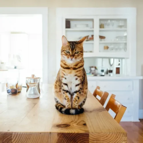 How To Do The Best Apartment Cleaning With Pets Around_