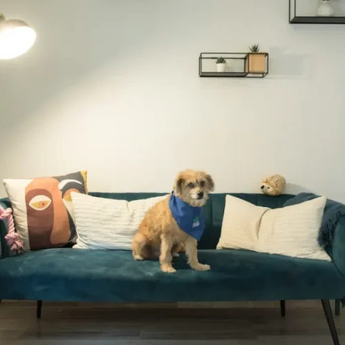How to Decorate and Renovate Your Apartment with Pets