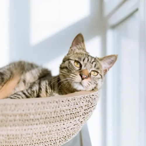 How to Keep Your Cat Happy When You're Working Long Hours