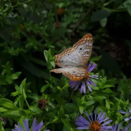 Organic Weed Control Methods for a Butterfly-Friendly Garden
