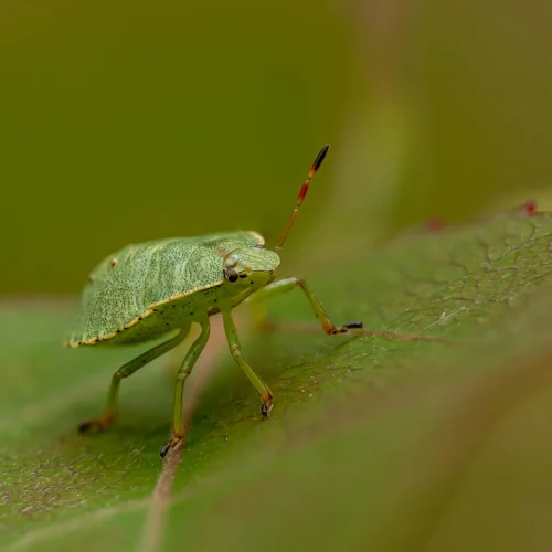 Simple Steps to Keep Your Home Bug-Free in Every Season