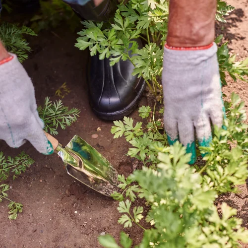 The-Importance-of-Proper-Mulching-Techniques-in-Landscaping-scaled