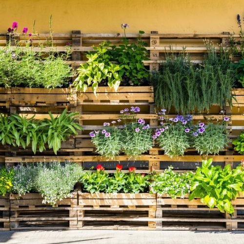 Vertical Garden with a Pallet