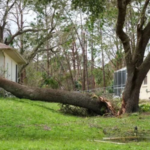 When to Remove a Tree - 5 Signs Homeowners Shouldn’t Ignore