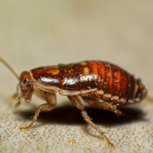 How Clean Homes Still End Up With Pests